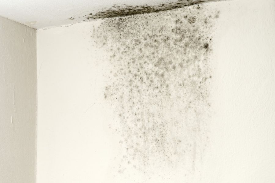 Mold Remediation by DripTech Restore